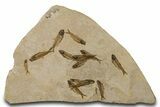 Fossil Fish (Knightia) Mortality Plate - Wyoming #383035-1